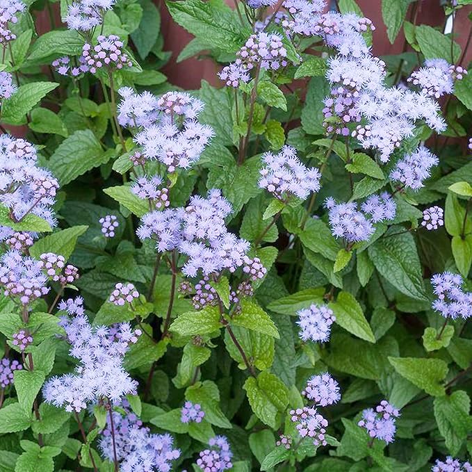 Native garden blue flower seeds hardy perennial mix