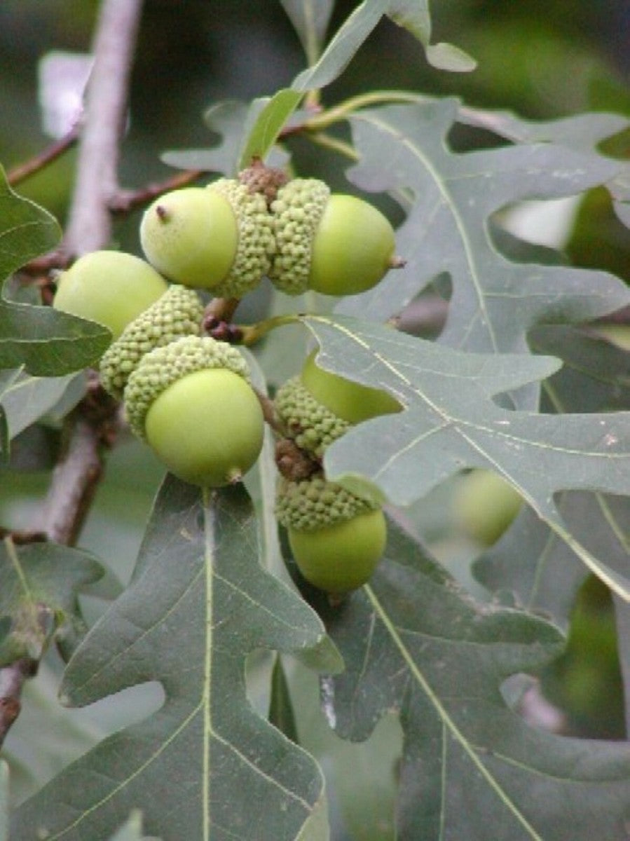 Native Tree Seeds for Sustainable Gardening and Wildlife Habitats