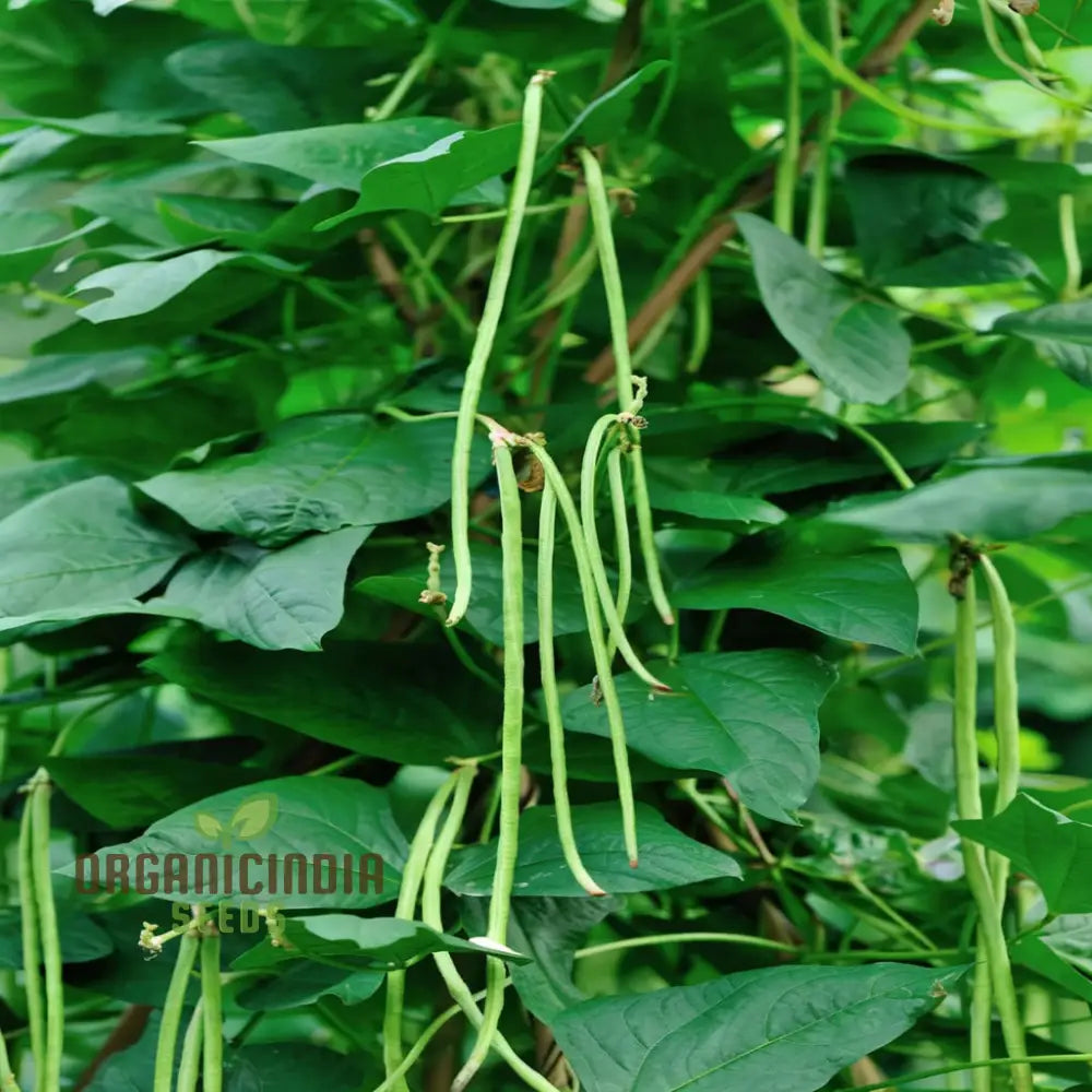 Premium Navy Bean Seeds Pack for Planting, High-Yield Garden Seeds