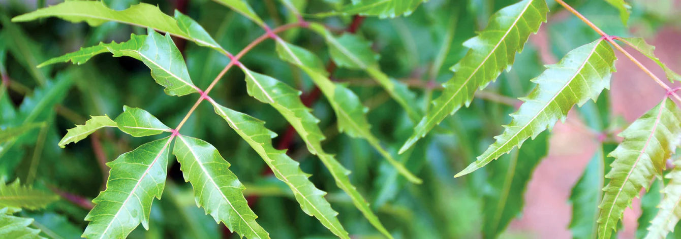 Neem Tree Seeds Eco-Friendly Plant for Home Garden