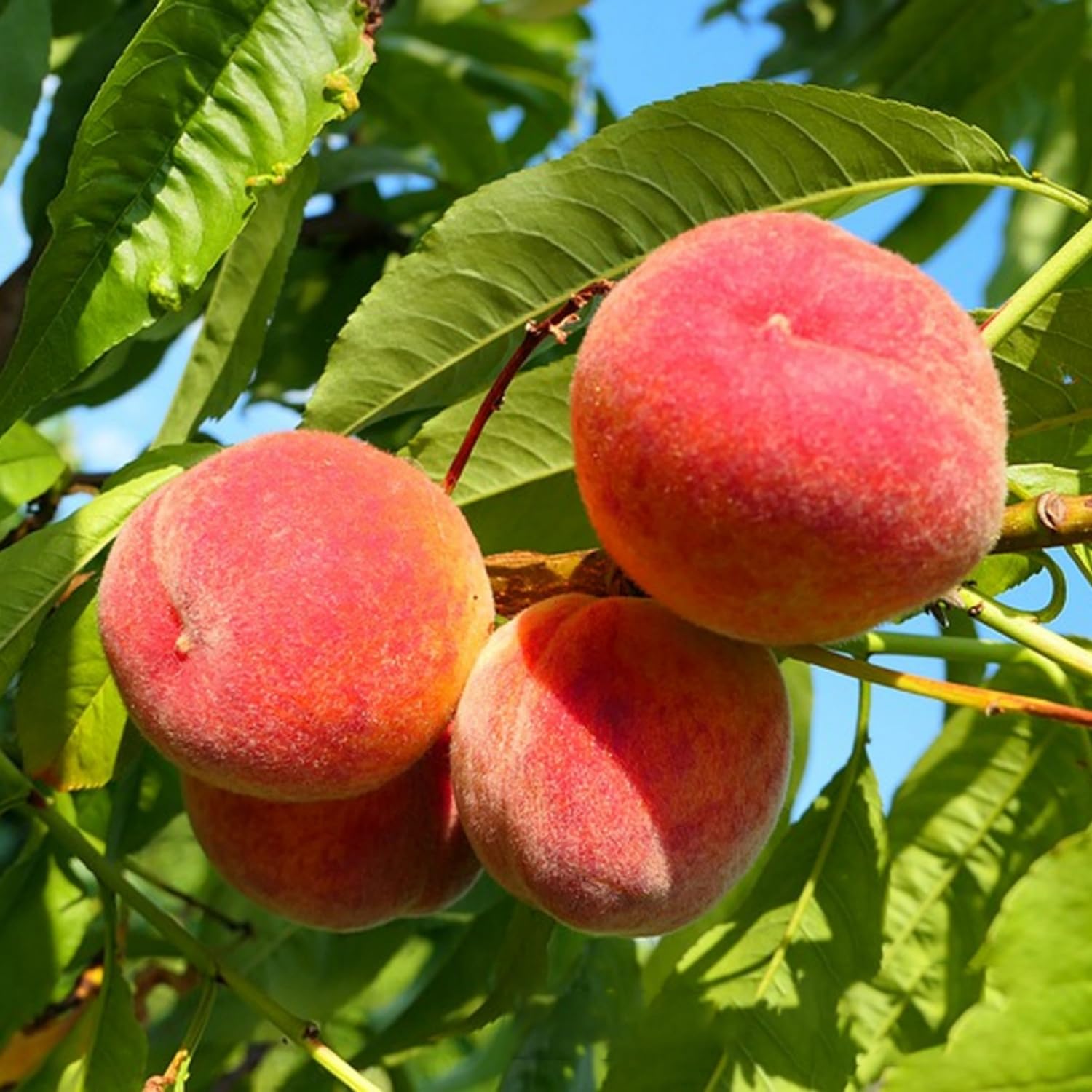Nemaguard peach seeds for planting hardy fruit trees