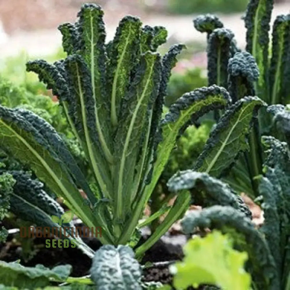 Nero di Toscana Kale Seeds for Home Garden, Heirloom Leafy Greens