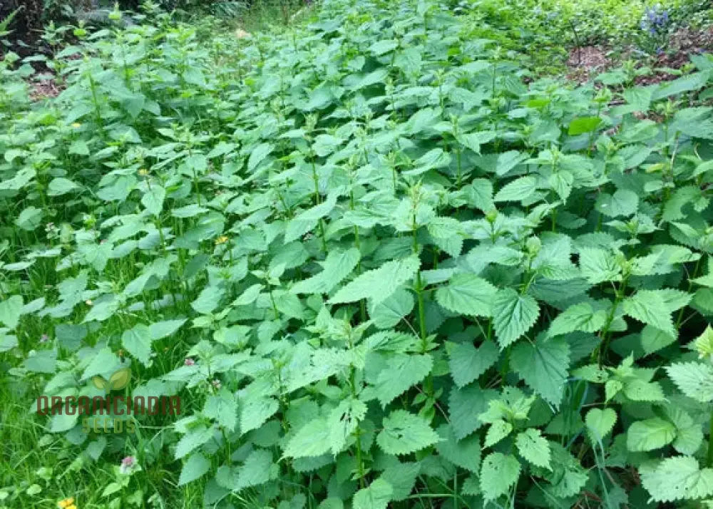 Nettle Seeds For Healthy Nutritious Harvests â€“ Perfect Home Gardening Enthusiasts!