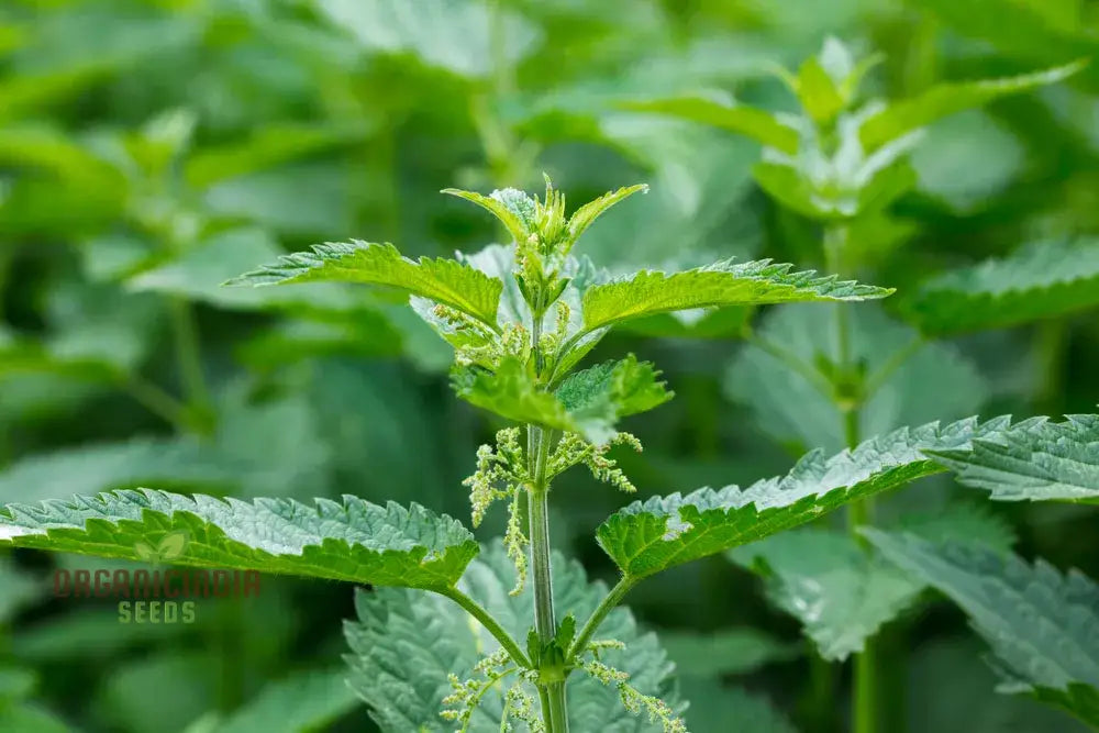 Nettle Seeds For Healthy Nutritious Harvests â€“ Perfect Home Gardening Enthusiasts!