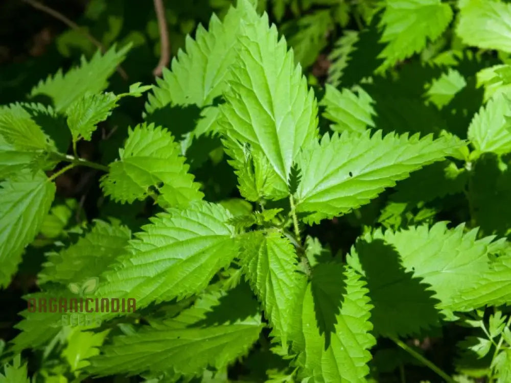 Nettle Seeds For Healthy Nutritious Harvests â€“ Perfect Home Gardening Enthusiasts!