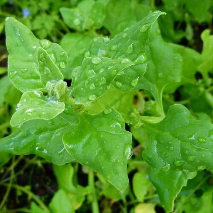 Mature New Zealand Spinach Plant with Thick, Nutritious Leaves from Seeds