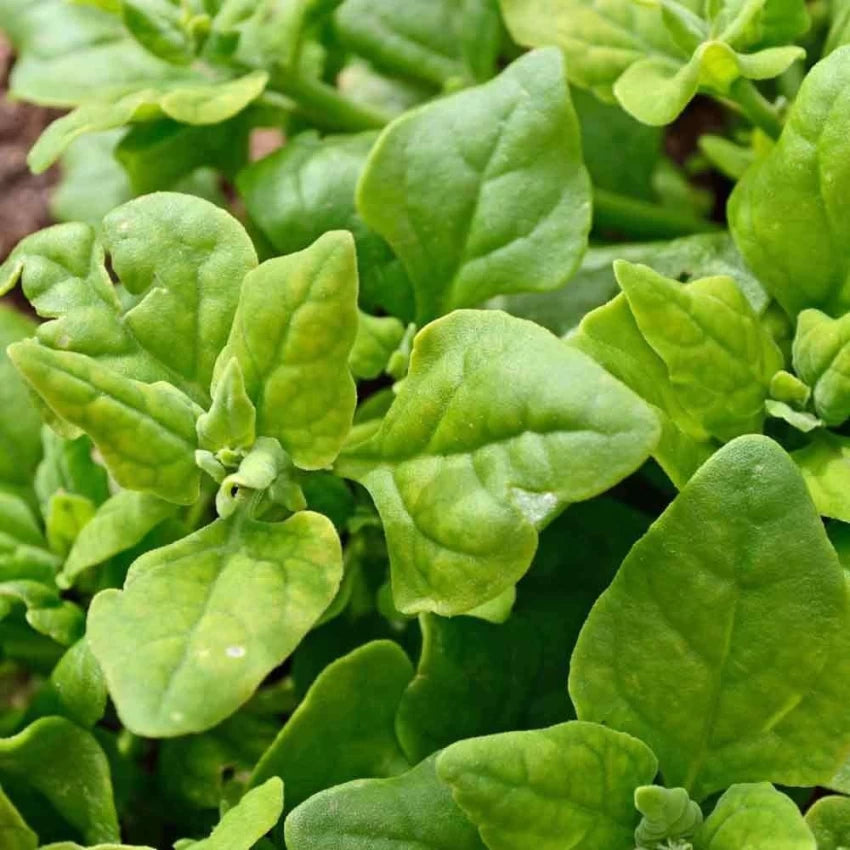 New Zealand Spinach Growing in Container from Seeds, Edible Garden Greens
