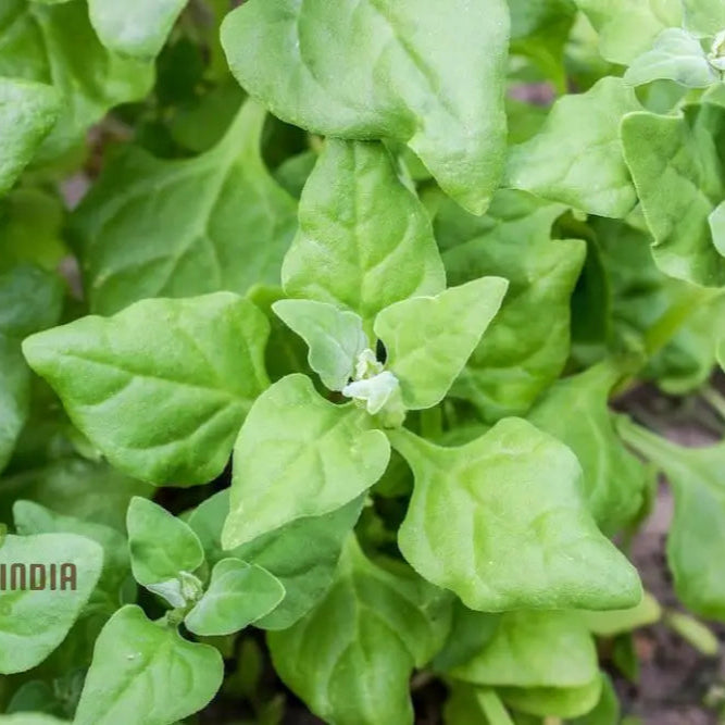 New Zealand Spinach Plants from Seeds, Prolific Leafy Greens