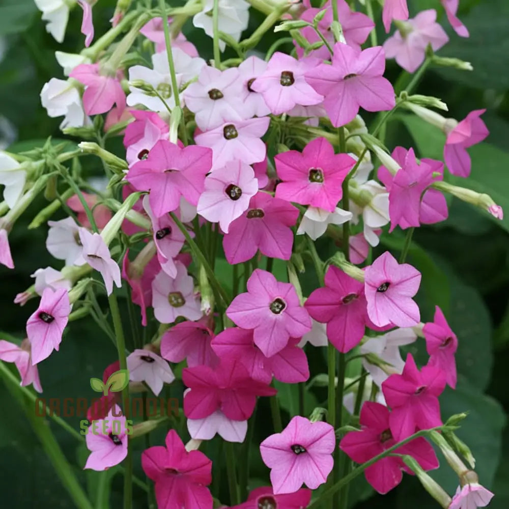Nicotiana affinis Flower Seeds for Fragrant Ornamental Gardens