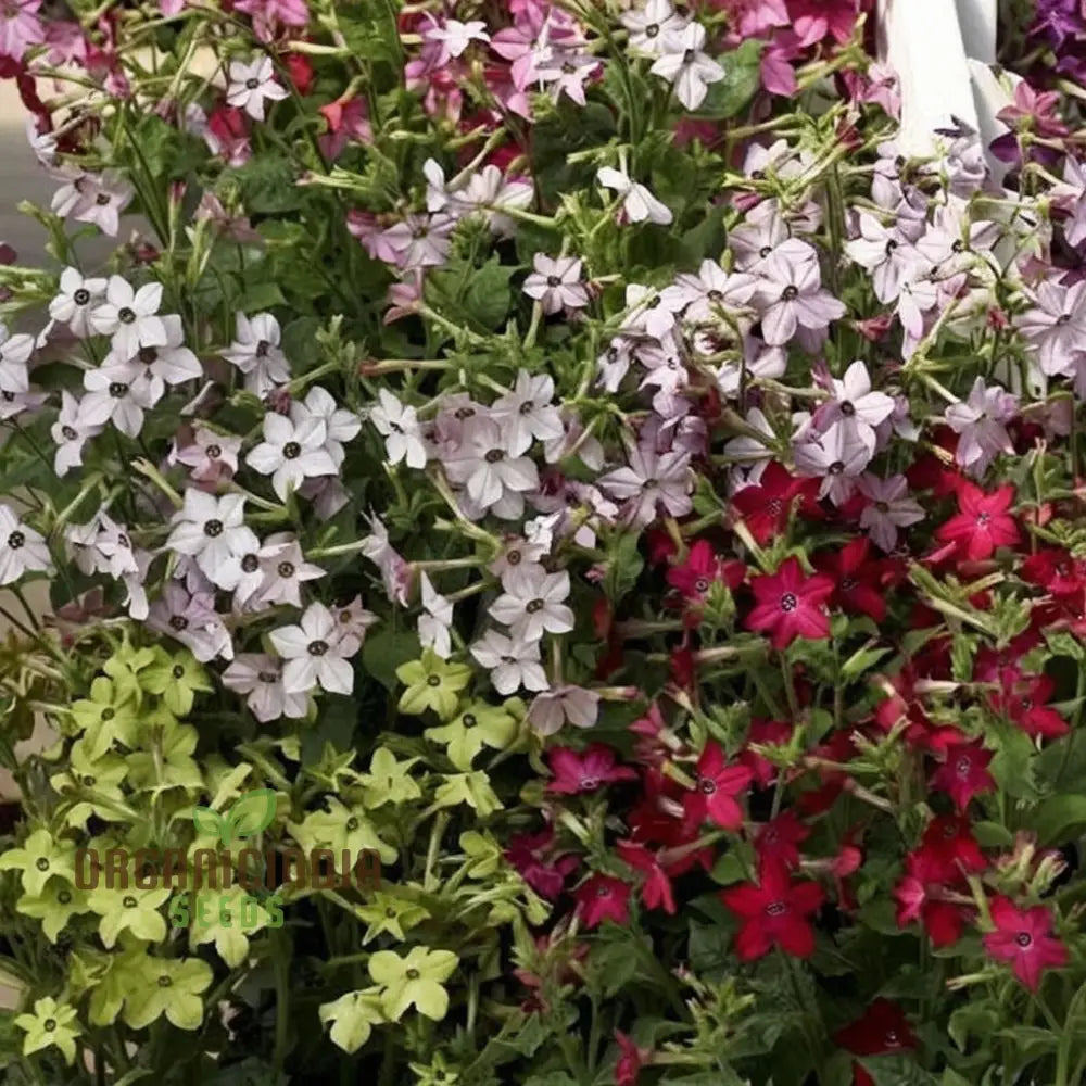 Nicotiana Perfume Mixed F1 Seeds Grow Fragrant and Colorful