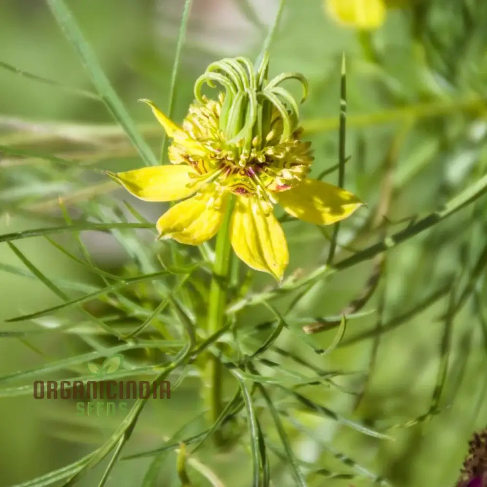 Nigella Transformer Yellow Seeds â€“ Elevate Your Gardening Experience With Unique For Vibrant Blooms!