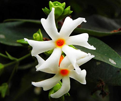 Night Bloom Coral Jasmine Flower Seeds for Home Gardens