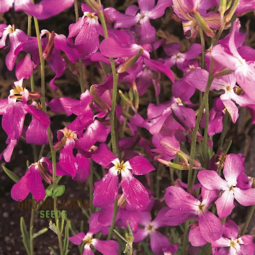 Night Scented Stock Matthiola Bicornis Seeds for Planting