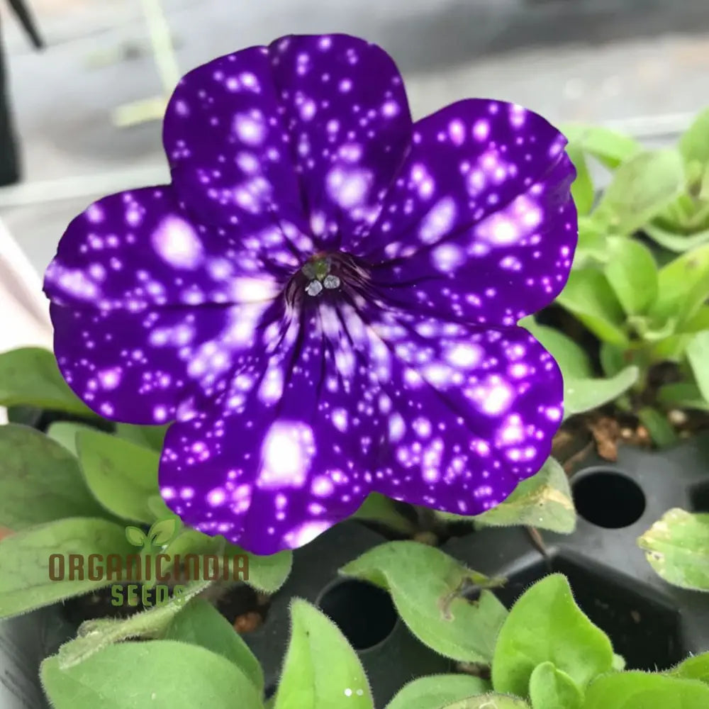 Non GMO Night Sky petunia flower seeds