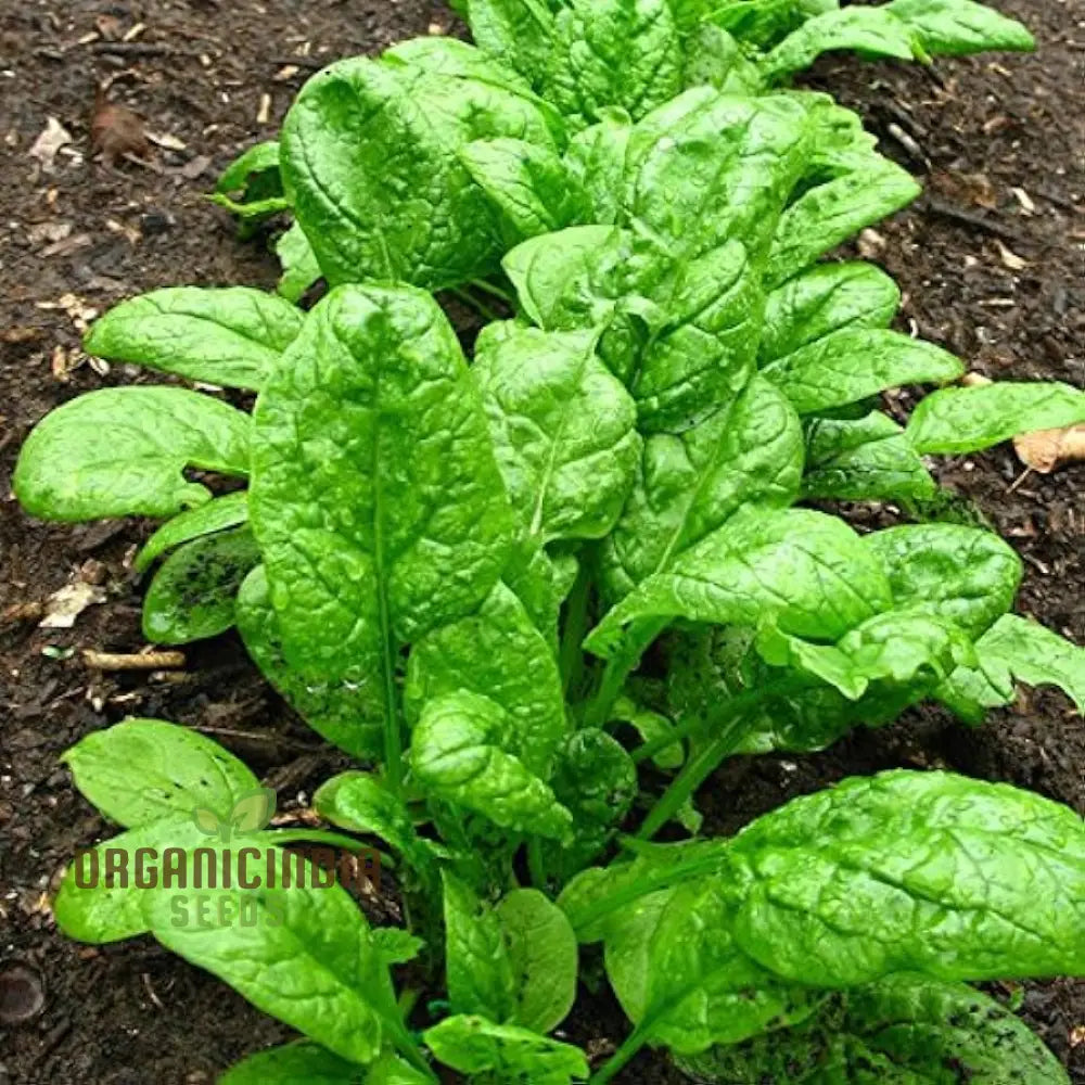Mature Nobel Spinach Plant from Seeds, Dark Green and Tender Leaves