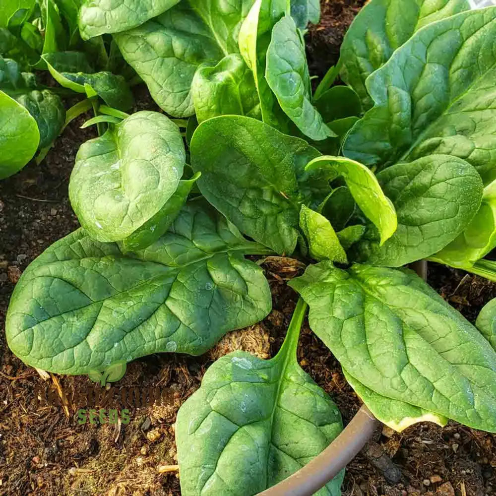 Nobel Spinach Seeds for Garden, Easy-to-Grow Nutrient-Rich Greens
