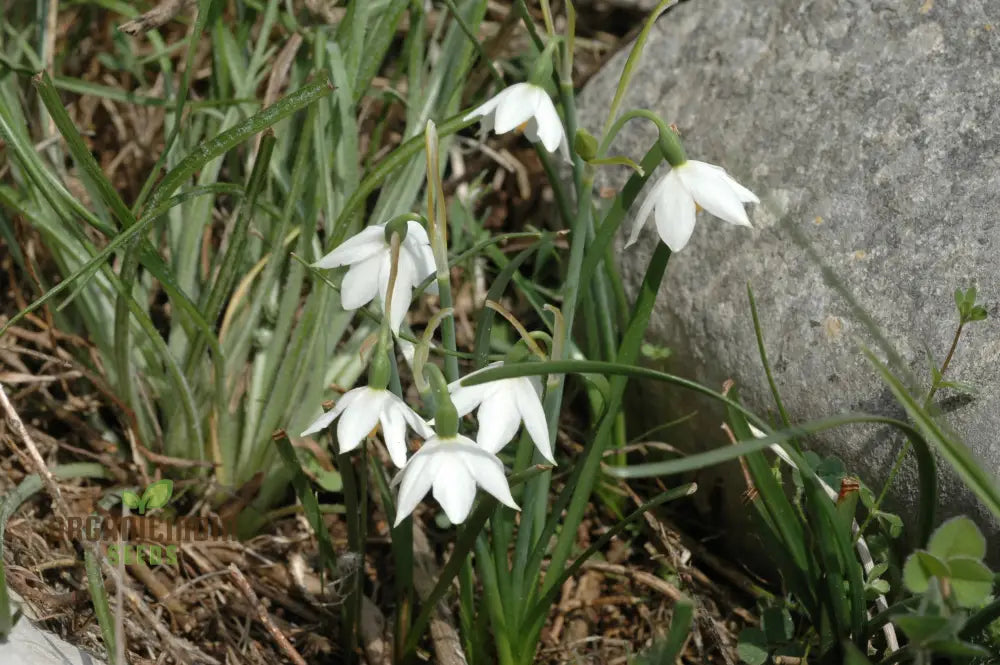 Non GMO Acis flower seeds early spring white blooms