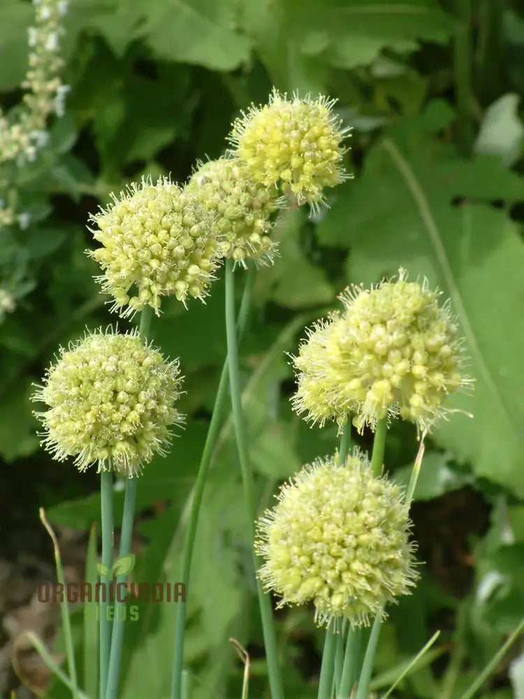 Non-GMO Allium Obliquum Garden Seeds for Landscape Borders