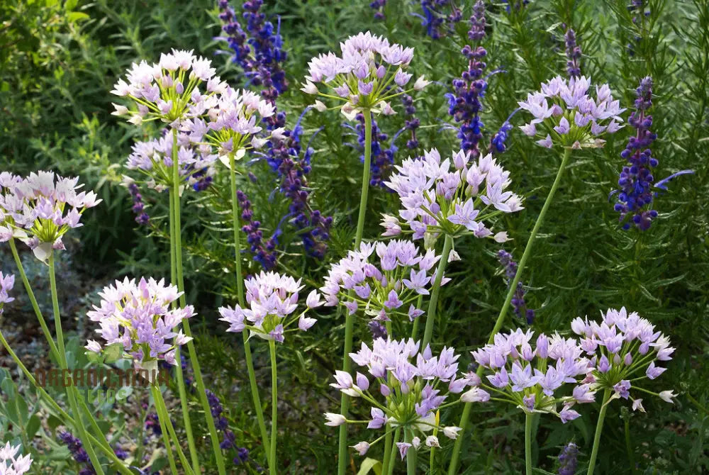 Non-GMO Allium Unifolium Garden Seeds for Spring Planting