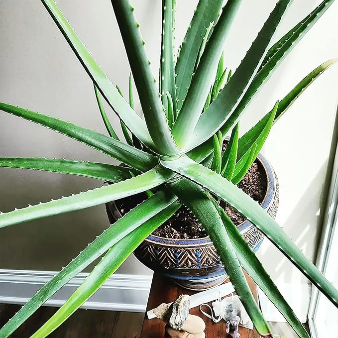 Non-GMO Aloe Vera Seeds for Growing Perennial Succulent Plants