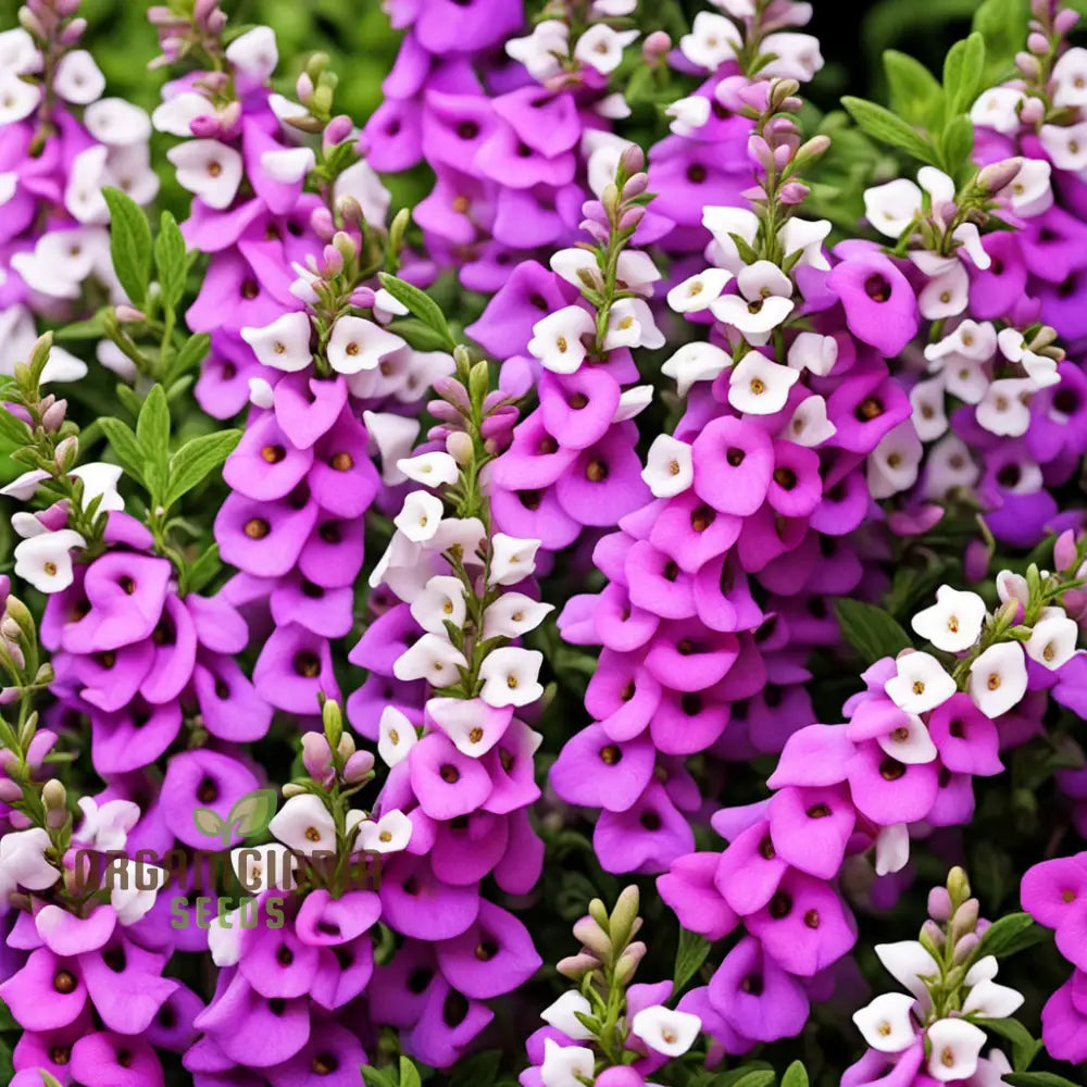 Non-GMO Angelonia Seeds for Home Gardening
