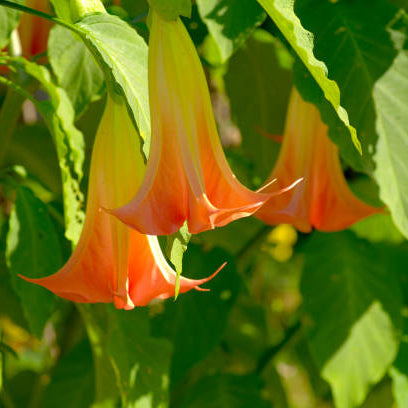 Non-GMO Red Angel’s Trumpet Seeds for Home Gardens