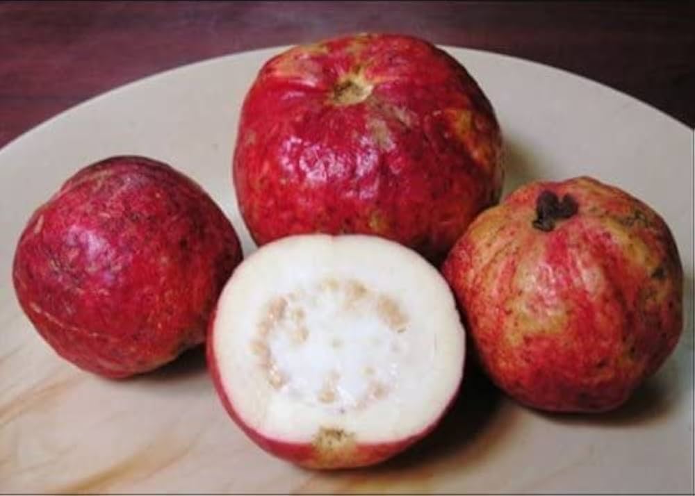 Non-GMO apple guava seeds for container gardening