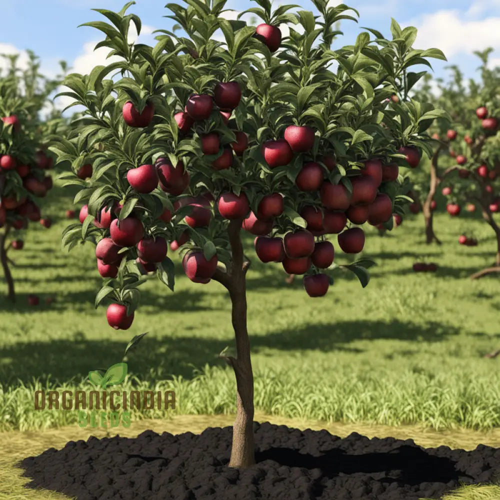 Non-GMO Black Apple Seeds for Organic Gardening