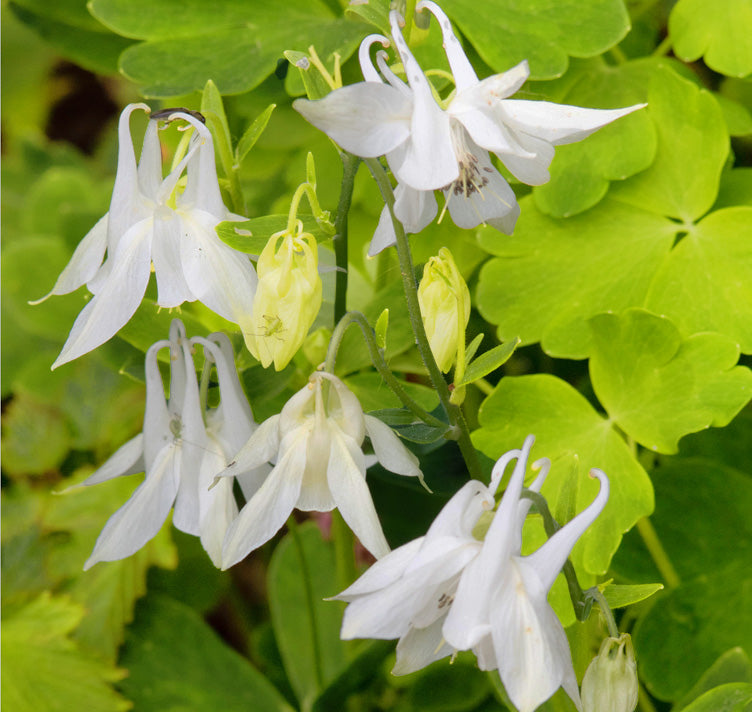 Non-GMO Aquilegia Mellow Yellow Shades Flower Seeds