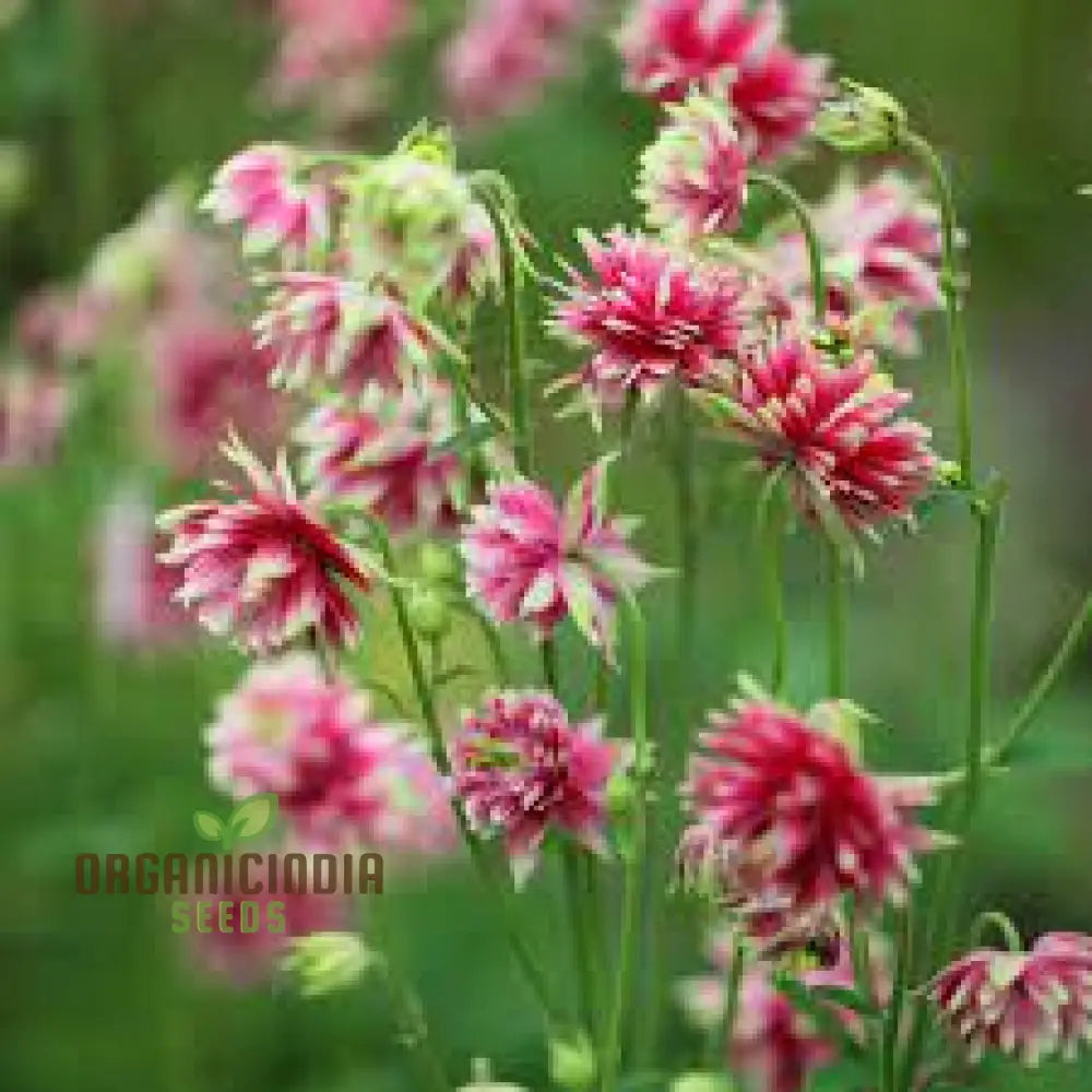 Non-GMO Aquilegia Nora Barlow Seeds for Home Gardening