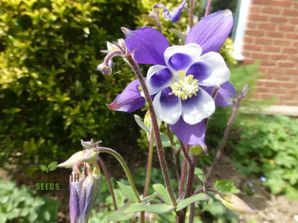 Non-GMO Aquilegia Seeds with Diverse Columbine Varieties