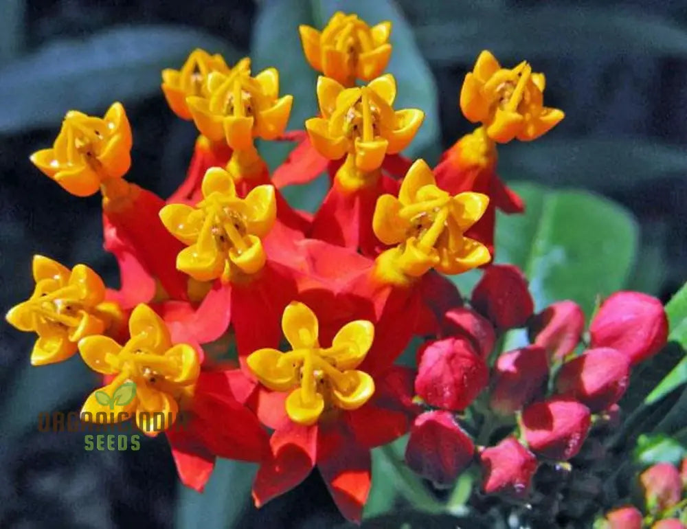 Non-GMO Asclepias flower seeds for home gardens