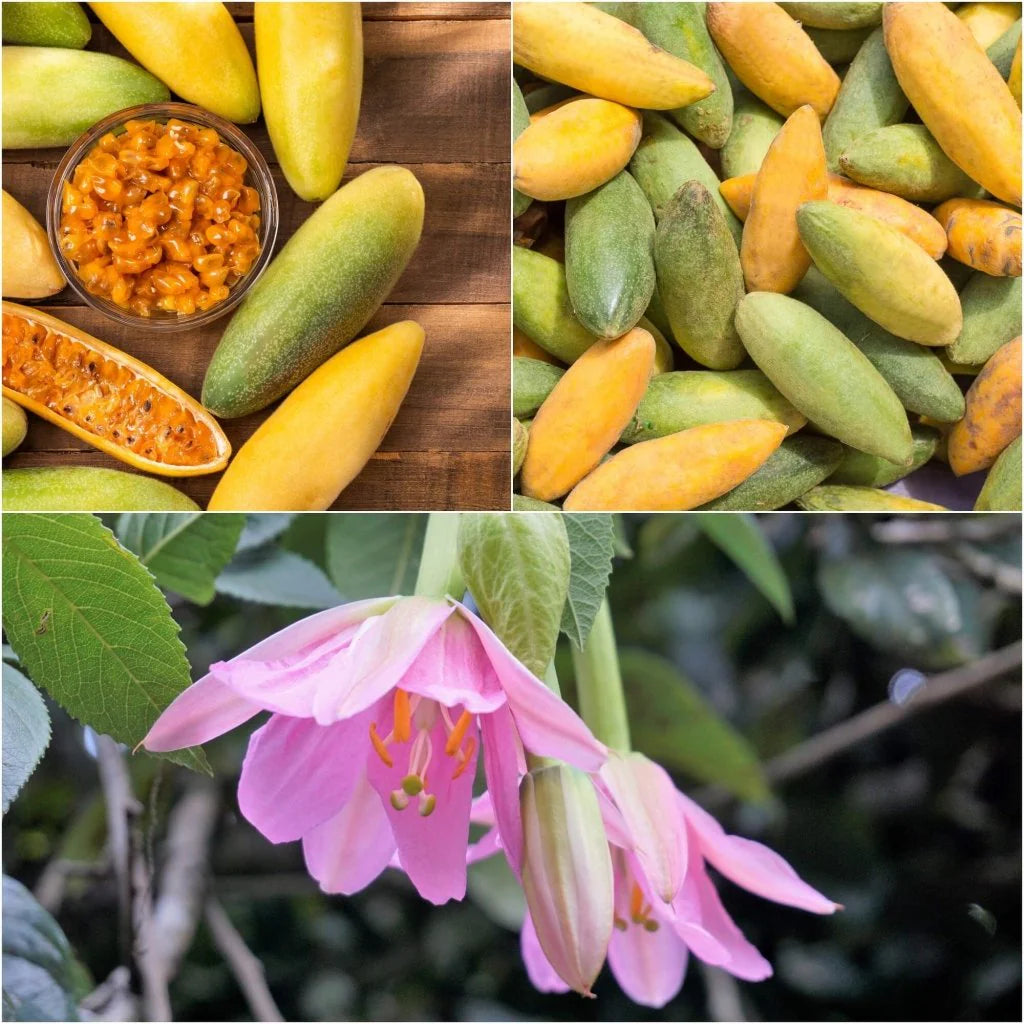 Non-GMO Banana Passion Fruit seeds producing sweet-tart fruits
