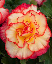 Non GMO Begonia Seeds in Orange and Yellow for Home Gardening