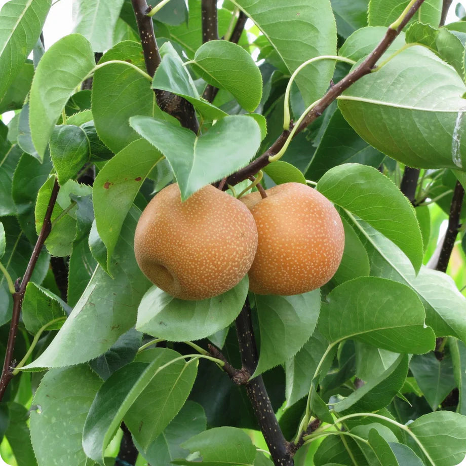 Non-GMO Birchleaf Pear seeds
