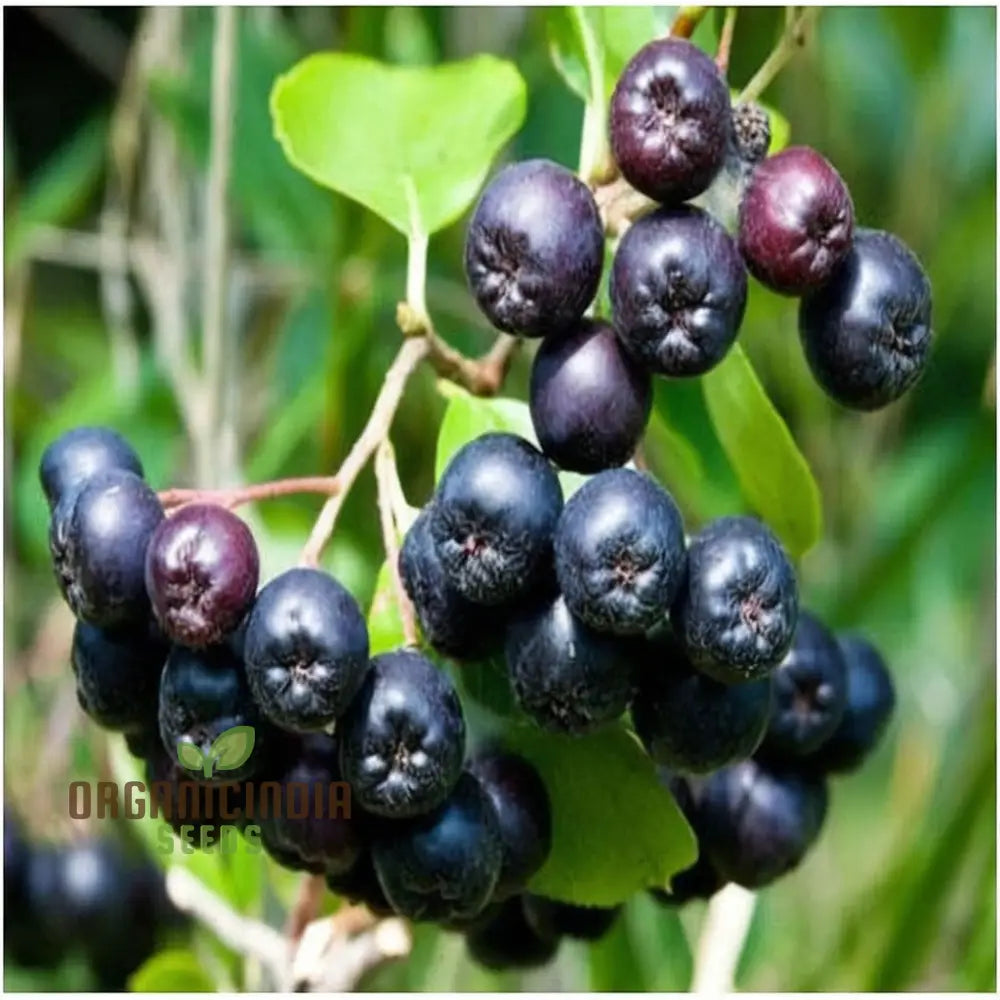 Non-GMO Black Chokeberry seeds for gardeners