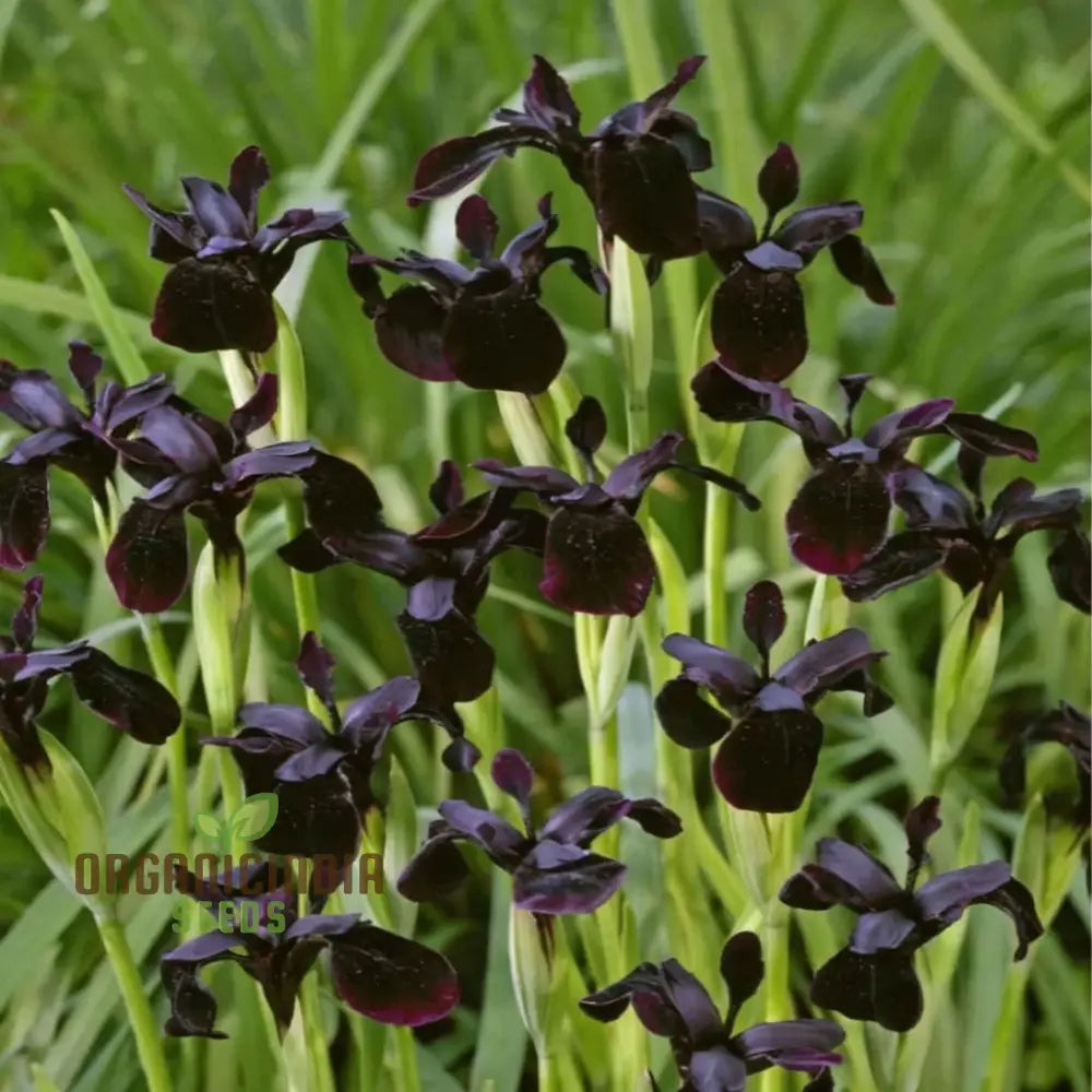 Non-GMO black iris seeds easy to grow flowering plants