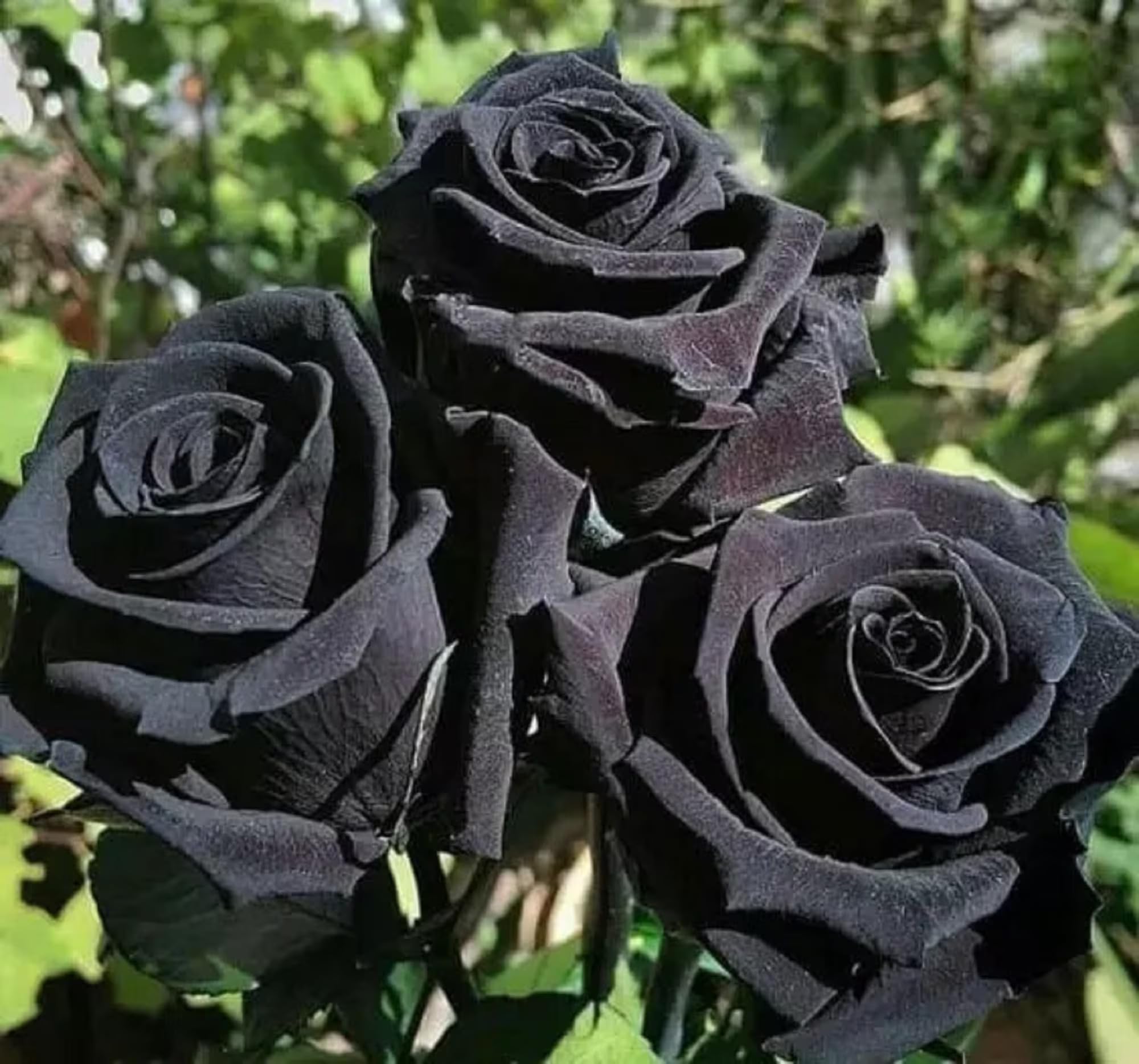 Non GMO Black Rose Flower Seeds for Planting