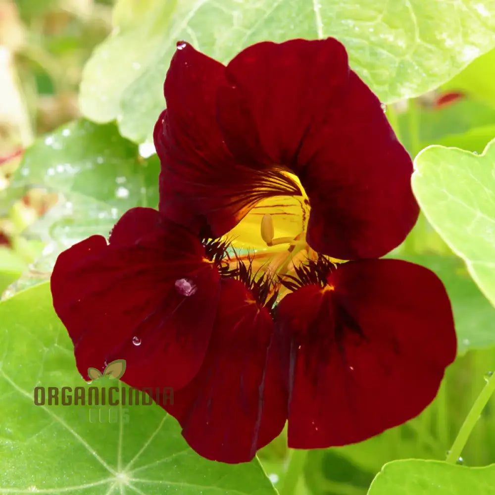 Non-GMO Black Velvet Nasturtium Seeds for Home Gardens
