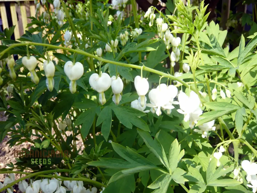 Non-GMO Bleeding Heart seeds delicate white flowers