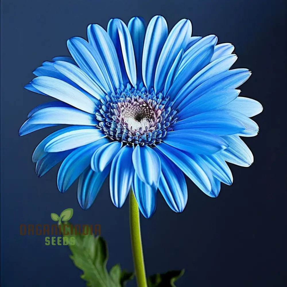 Non-GMO blue Gerbera Daisy seeds