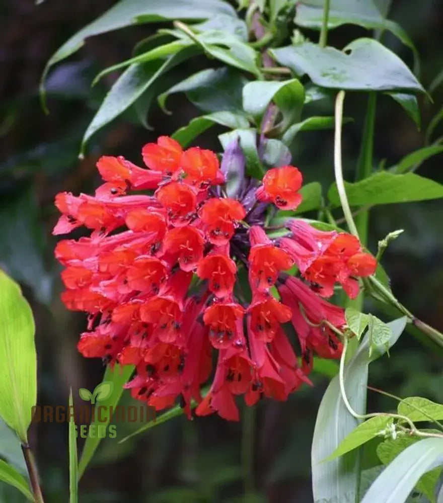 Non-GMO Bomarea Flower Seeds for Ornamental Gardening