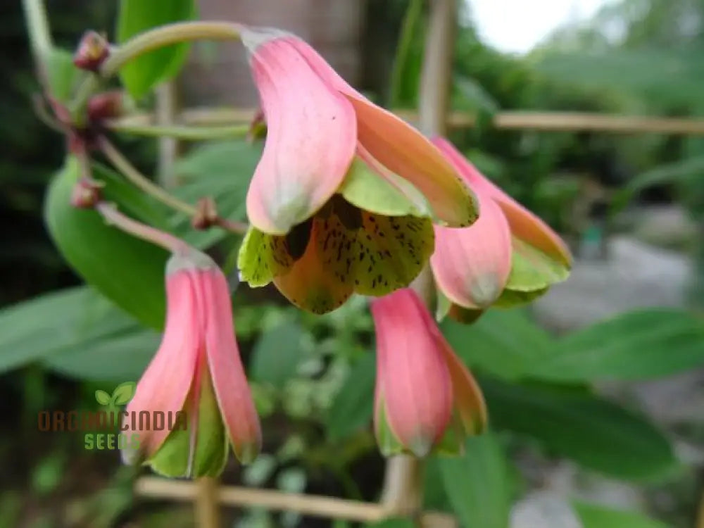 Non-GMO Bomarea Hirtella Seeds for Outdoor Gardening