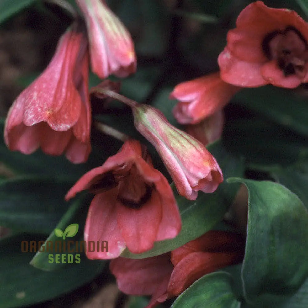 Non-GMO Bomarea Salsilla Seeds for Ornamental Gardening