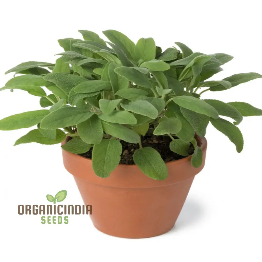 Non-GMO Broad Leaved Sage Seeds for Culinary Herb Gardens