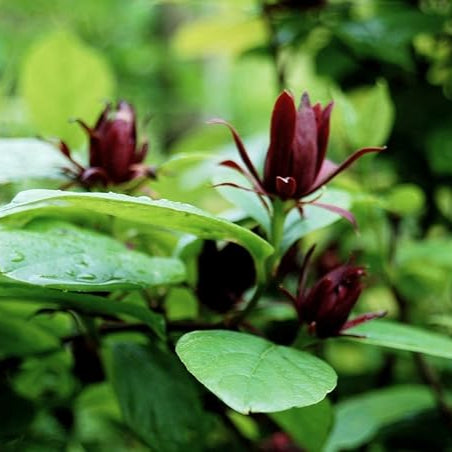 Non-GMO Calycanthus floridus Seeds for Outdoor Planting