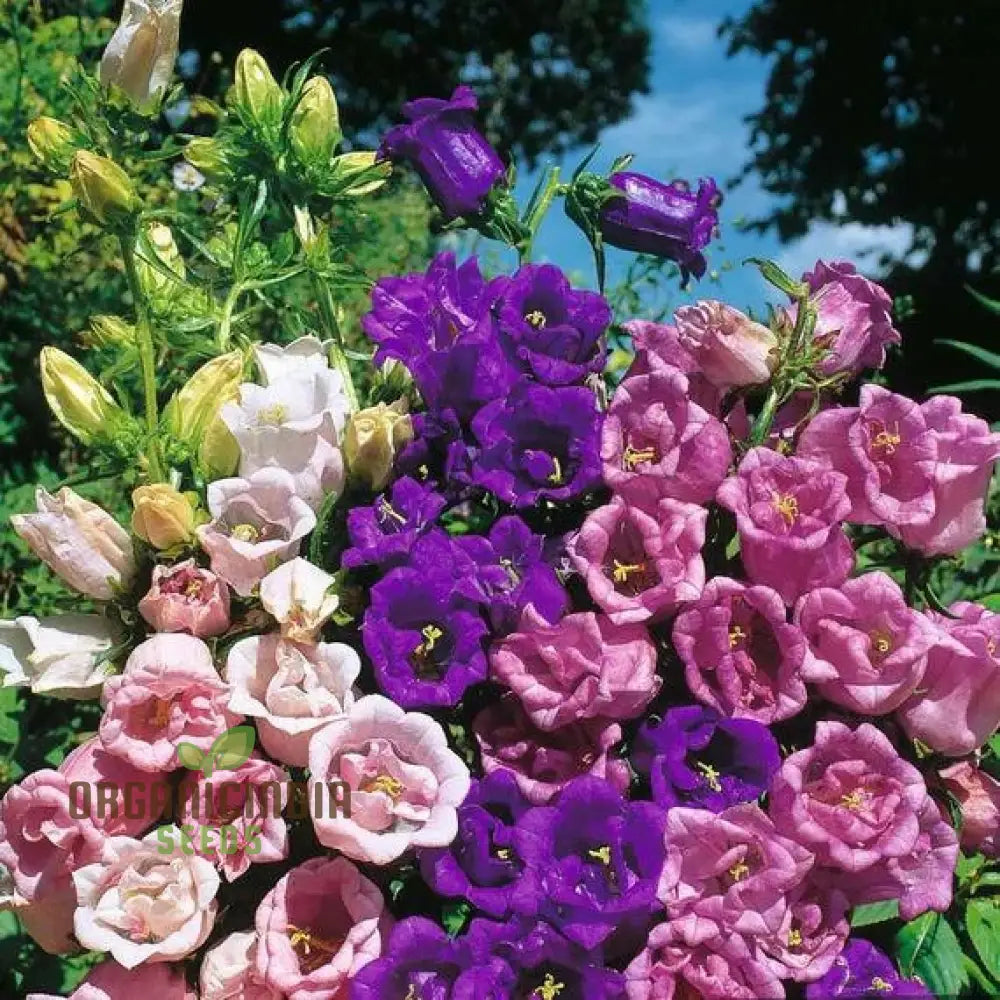 Non-GMO Campanula seeds mixed garden flowers