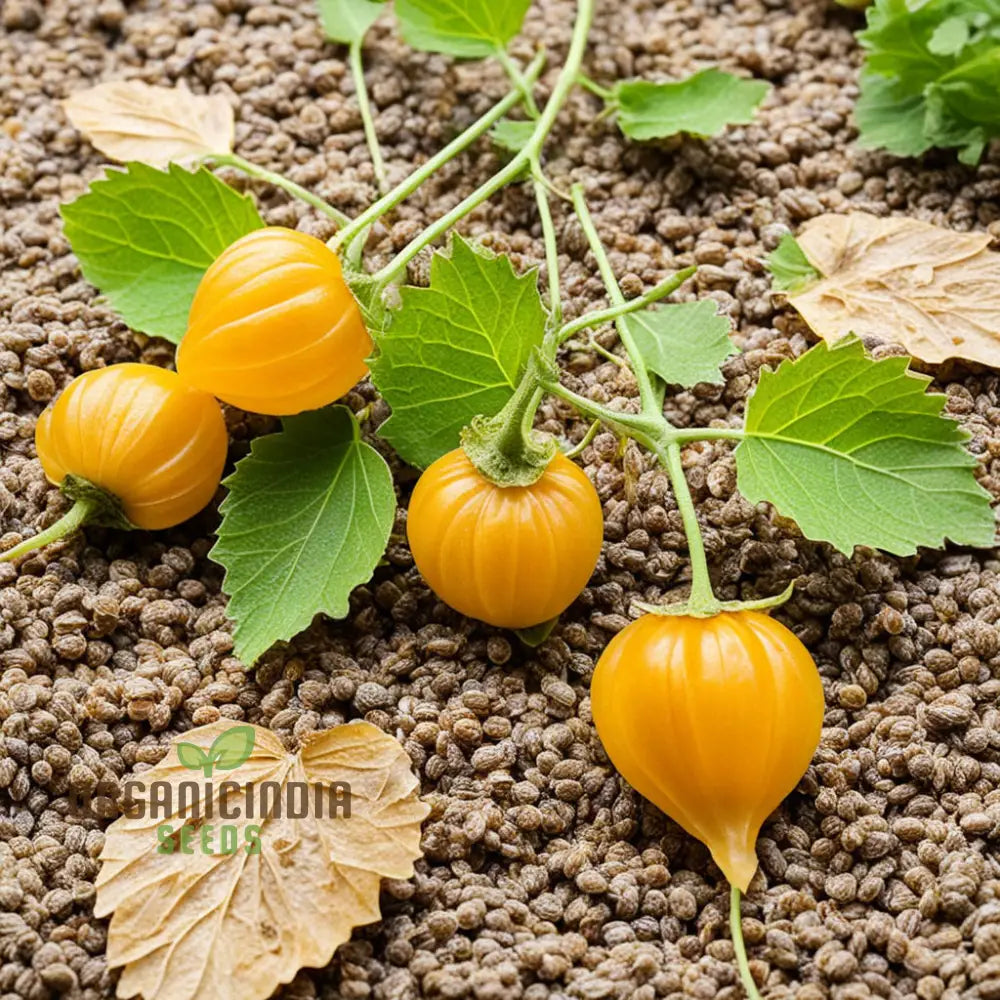 Goldenberry plant seeds producing sweet tropical fruits