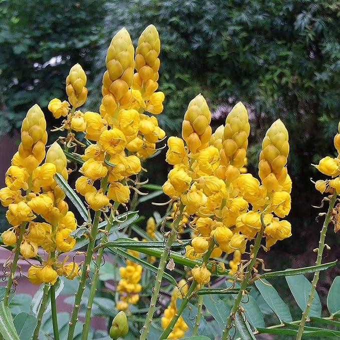 Non-GMO Cassia Alata Seeds for Outdoor Planting