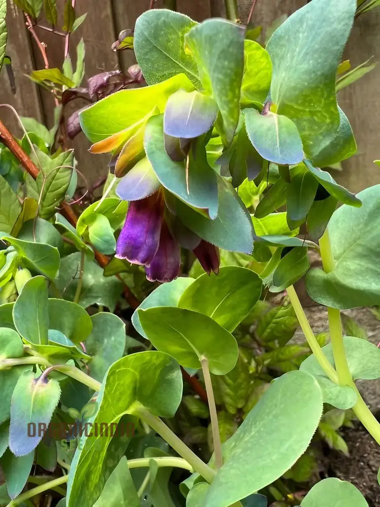 non-gmo-cerinthe-seeds
